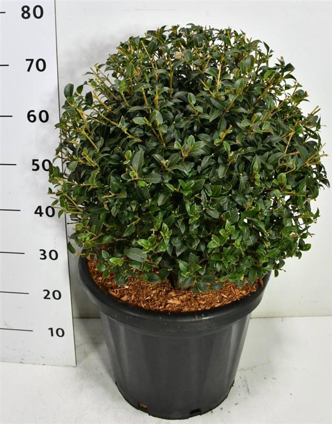 Горшечные цветы и растения оптом Osmanthus Burkwoodii от 1шт из Голландии с доставкой по России