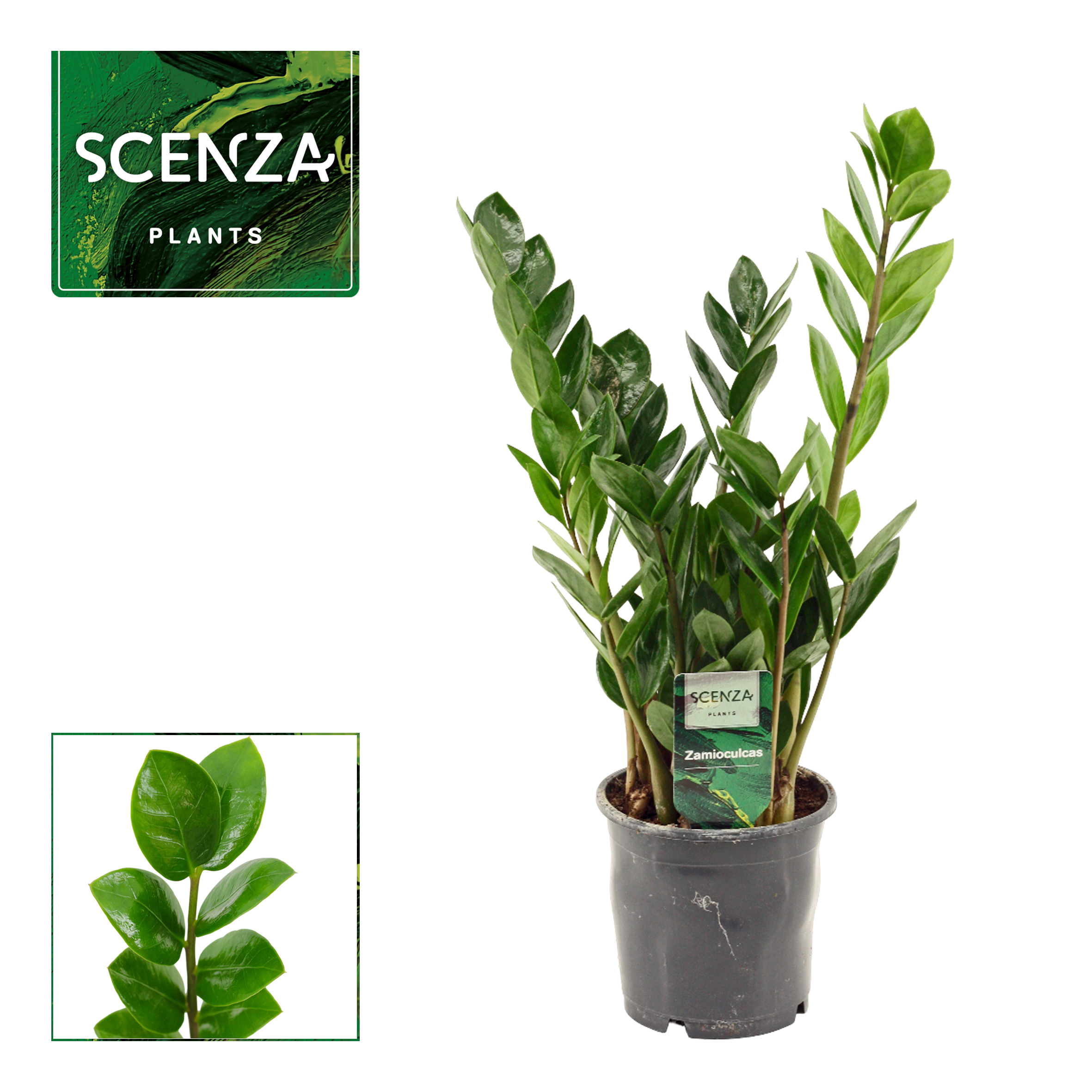 Горшечные цветы и растения оптом Zamioculcas Lima 3+ от 10шт из Голландии с доставкой по России