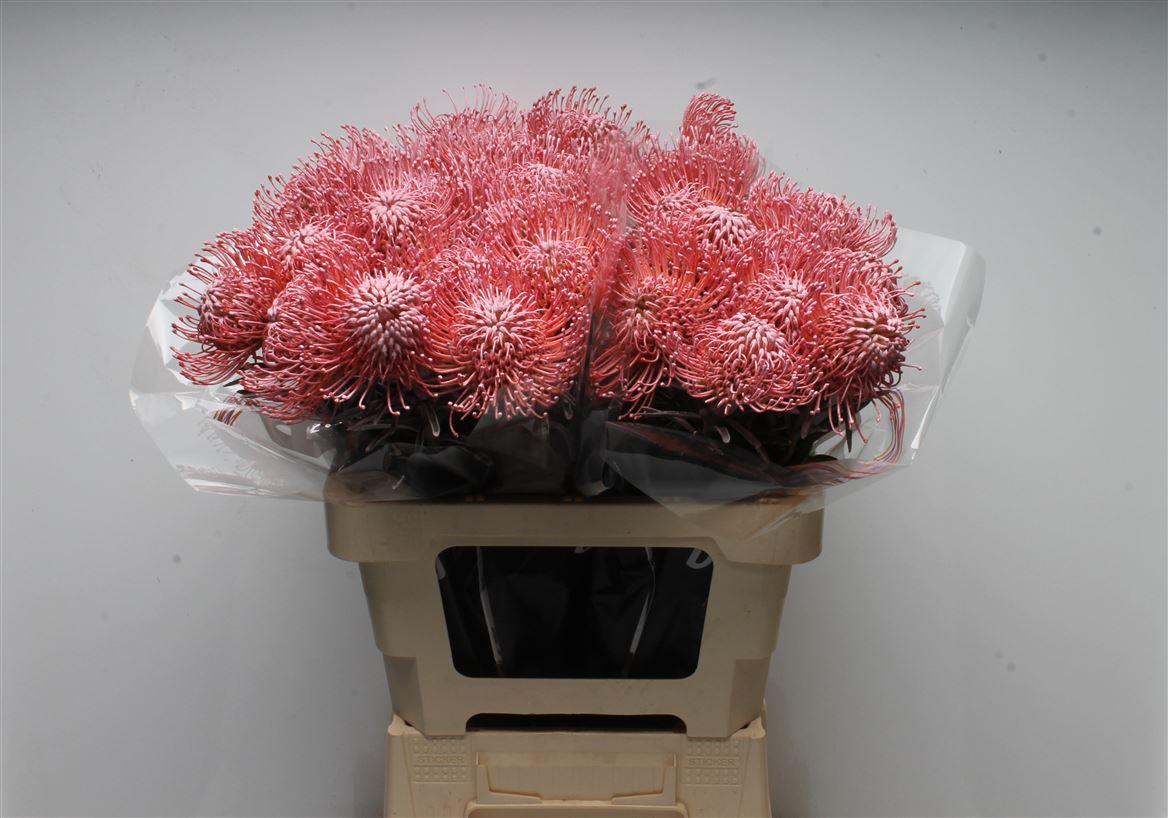 Срезанные цветы оптом Nutans paint pink light от 30шт из Голландии с доставкой по России