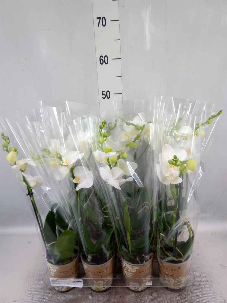 Горшечные цветы и растения оптом Phalaenopsis Multi.   ...white от 12шт из Голландии с доставкой по России