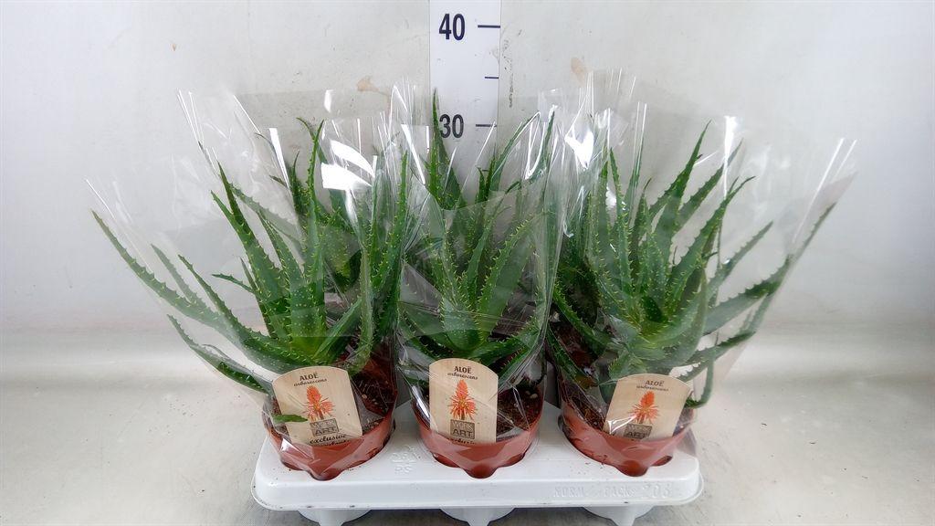 Горшечные цветы и растения оптом Aloe Arborescens от 6шт из Голландии с доставкой по России