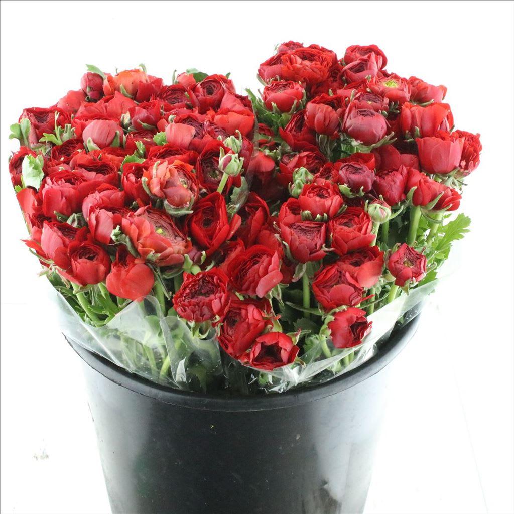 Срезанные цветы оптом Ranunculus elegance red от 100шт из Голландии с доставкой по России