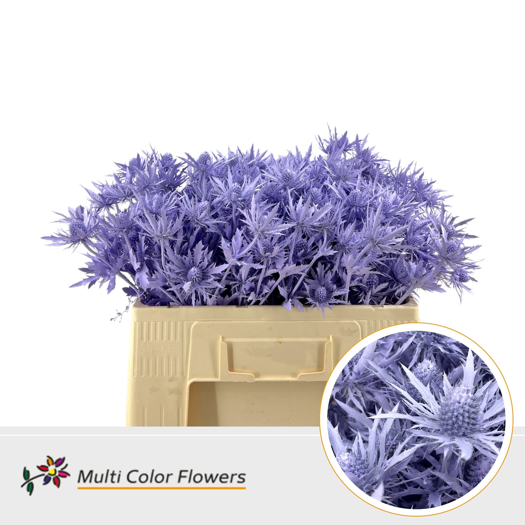 Срезанные цветы оптом Eryngium paint milka от 60шт из Голландии с доставкой по России