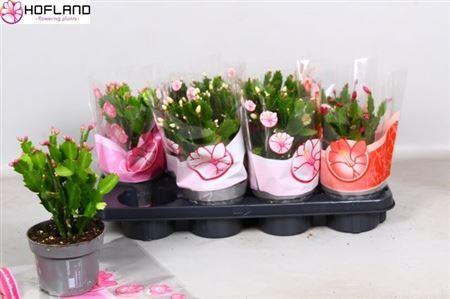 Горшечные цветы и растения оптом Schlumb Gemengd 50 Knop 3kl от 8шт из Голландии с доставкой по России