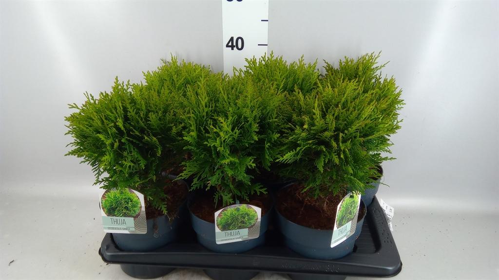 Горшечные цветы и растения оптом Thuja Occ Danica от 6шт из Голландии с доставкой по России