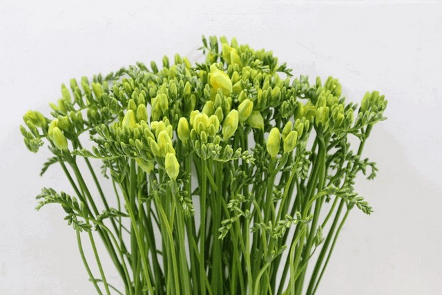 Срезанные цветы оптом Freesia si yellow от 100шт из Голландии с доставкой по России