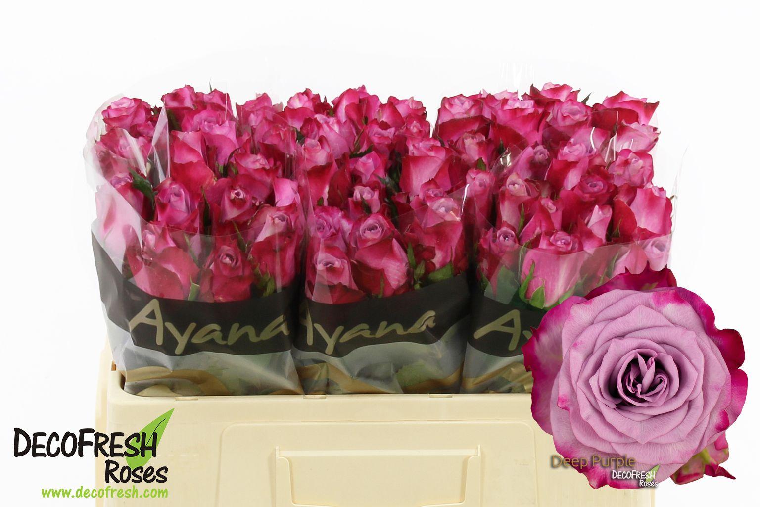 Срезанные цветы оптом Rosa large deep purple от 60шт из Голландии с доставкой по России