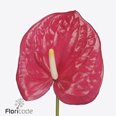 Срезанные цветы оптом Anthurium maine от 20шт из Голландии с доставкой по России Срезанные цветы оптом Anthurium maine от 20шт из Голландии с доставкой по России