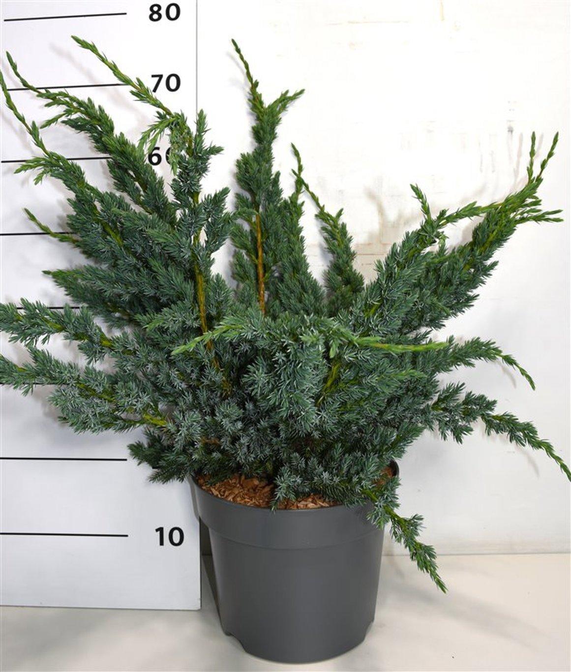 Горшечные цветы и растения оптом Juniperus Squa Meyeri от 1шт из Голландии с доставкой по России
