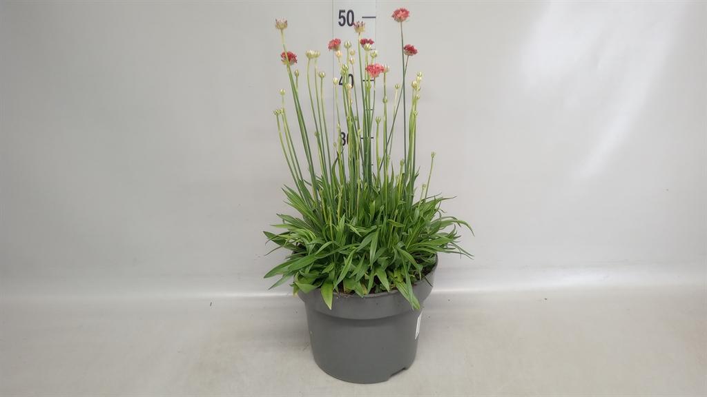 Горшечные цветы и растения оптом Armeria Pseud. от 1шт из Голландии с доставкой по России