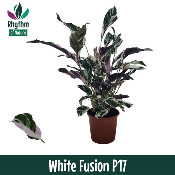 Горшечные цветы и растения оптом Calathea White Fusion Rhythm Of Nature от 6шт из Голландии с доставкой по России