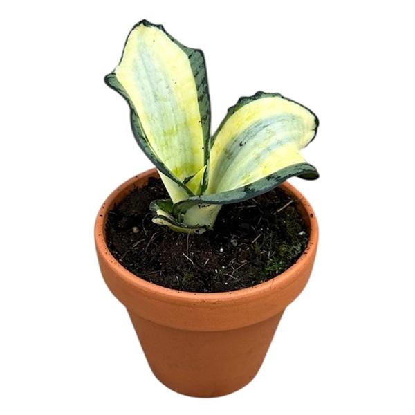 Горшечные цветы и растения оптом Sansevieria Wendy Yellow от 1шт (для телеги) из Голландии с доставкой по России