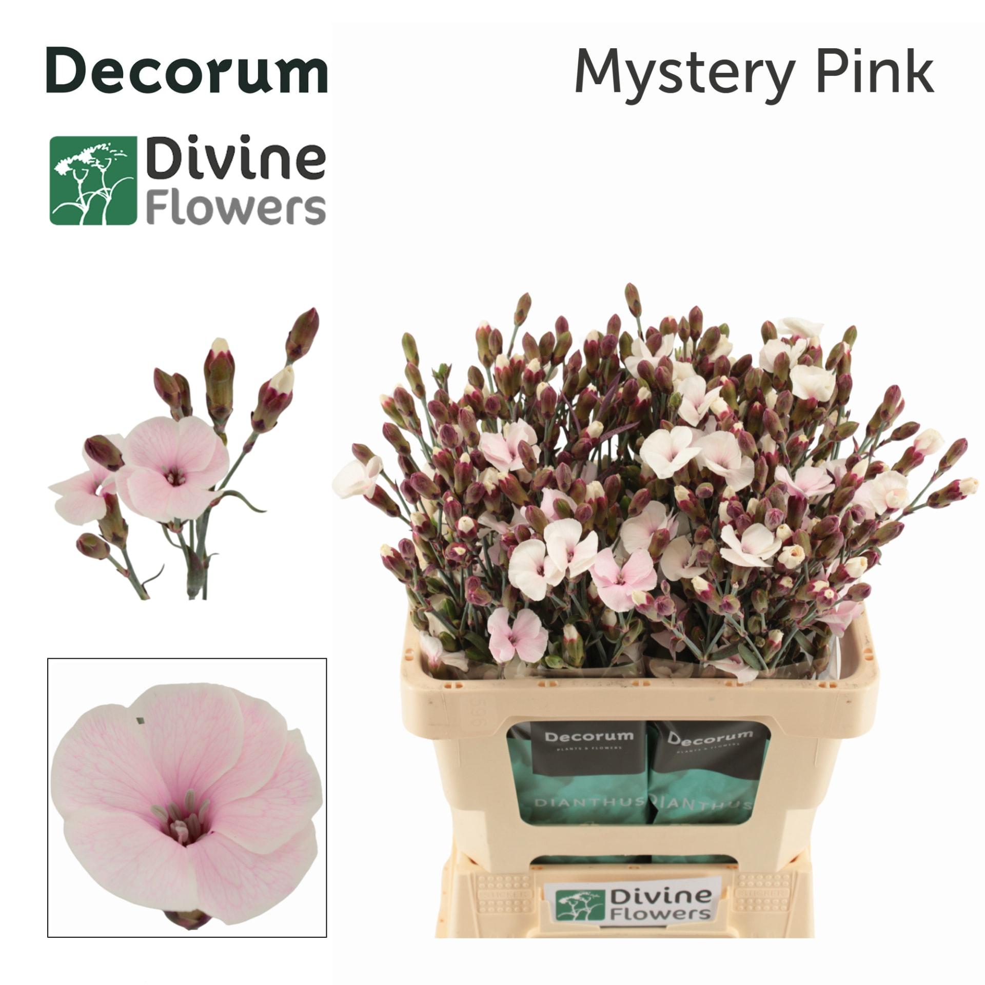 Срезанные цветы оптом Dianthus sp paint solomio mystery pink от 60шт из Голландии с доставкой по России