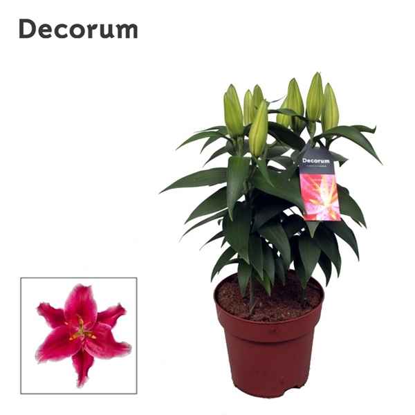 Горшечные цветы и растения оптом Lilium Or Starlight Express 3pp (decorum) от 6шт из Голландии с доставкой по России