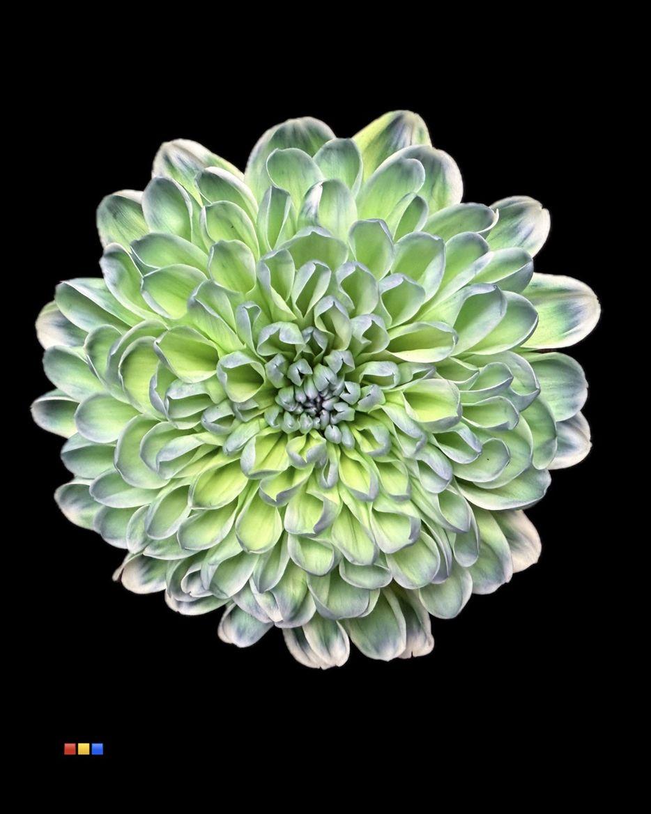 Срезанные цветы оптом Chrys sp paint altaj polar light от 40шт из Голландии с доставкой по России