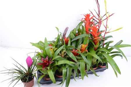 Горшечные цветы и растения оптом Bromelia Mix от 18шт из Голландии с доставкой по России