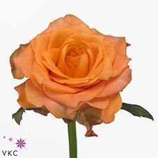 Срезанные цветы оптом Rosa large twilight от 80шт из Голландии с доставкой по России