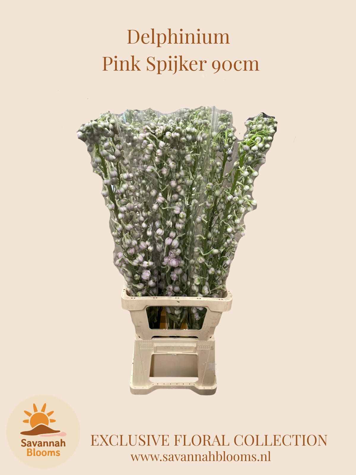 Срезанные цветы оптом Delphinium do el dewi pink spijker от 20шт.. из Голландии с доставкой по России