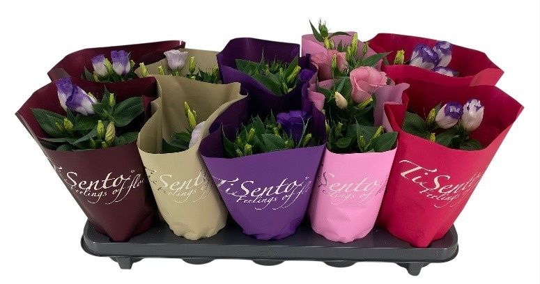 Горшечные цветы и растения оптом Eust Julietta Gem от 10шт из Голландии с доставкой по России