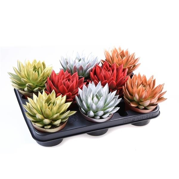 Горшечные цветы и растения оптом Echeveria Rainbow Kerstmix от 8шт из Голландии с доставкой по России