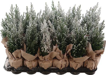 Горшечные цветы и растения оптом Cham L Ellwoodii+deco от 18шт (для телеги) из Голландии с доставкой по России