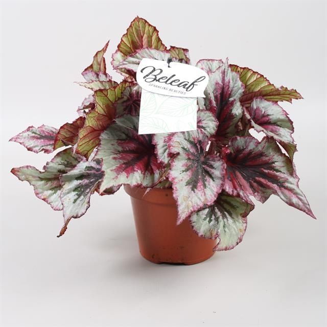 Горшечные цветы и растения оптом Begonia Beleaf Evening Glow от 8шт из Голландии с доставкой по России