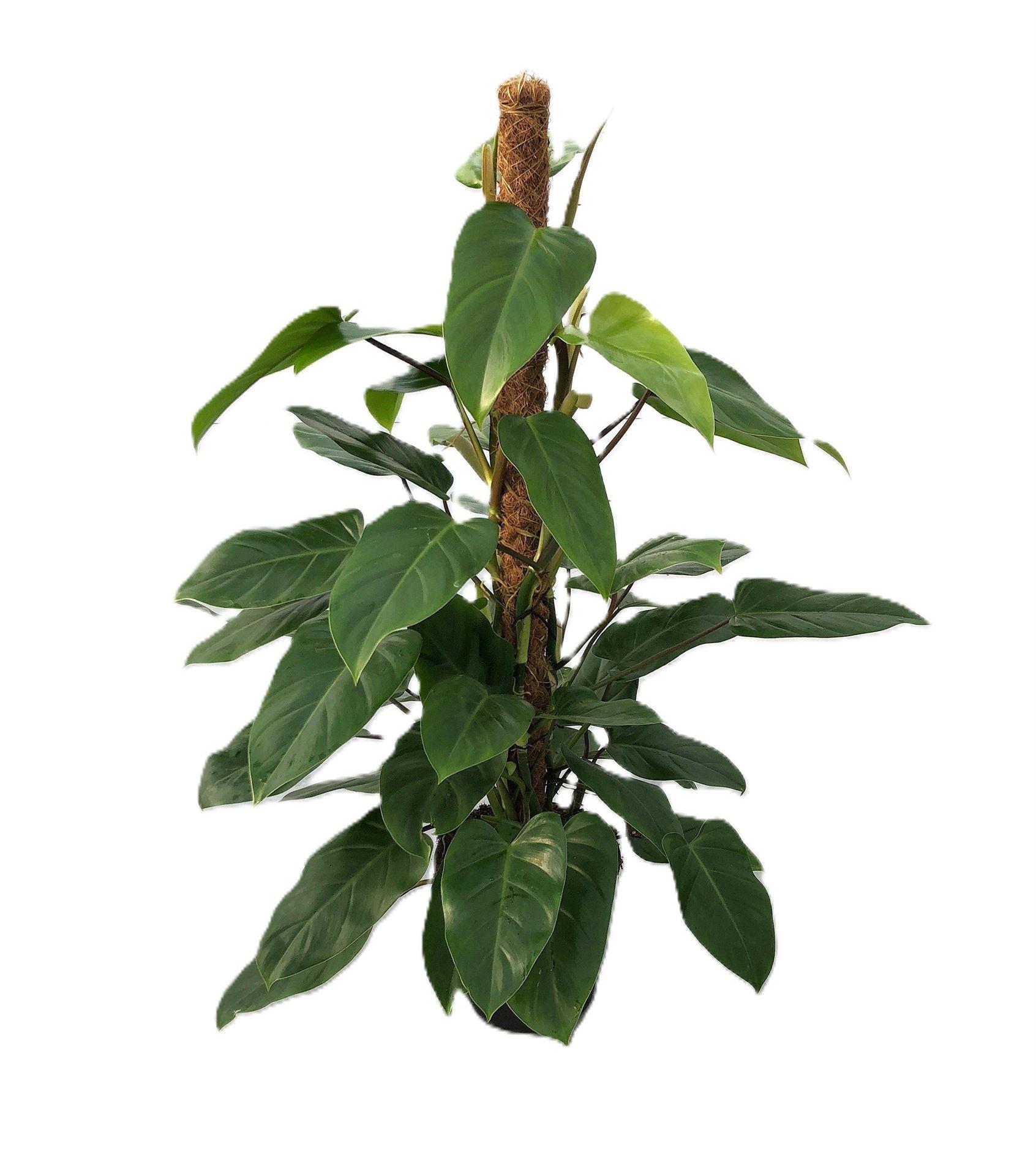 Горшечные цветы и растения оптом Philodendron emerald Queen от 1шт из Голландии с доставкой по России