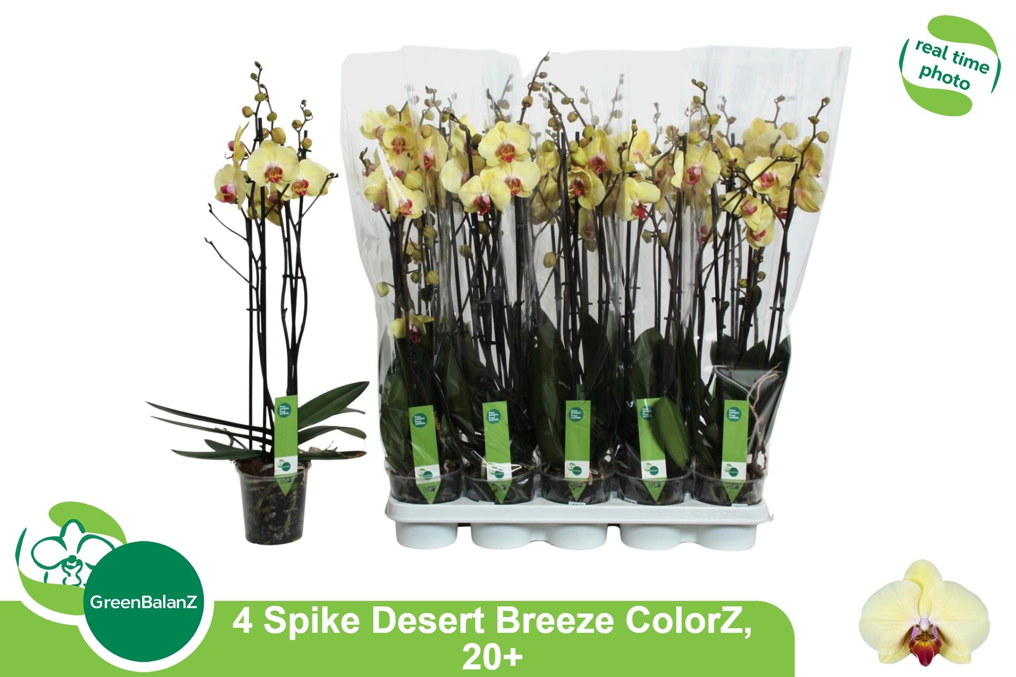 Горшечные цветы и растения оптом Phal Desert Breeze от 10шт из Голландии с доставкой по России