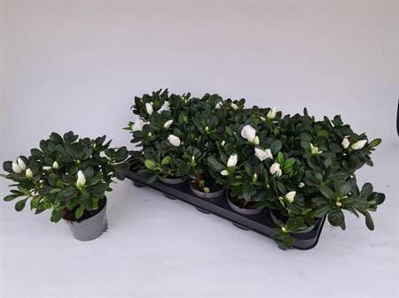 Горшечные цветы и растения оптом Rhodo Si White от 10шт из Голландии с доставкой по России