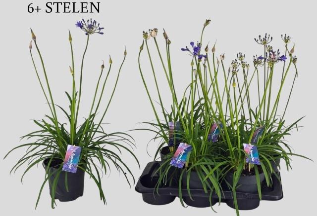 Горшечные цветы и растения оптом Agapa Brilliant Blue от 6шт из Голландии с доставкой по России