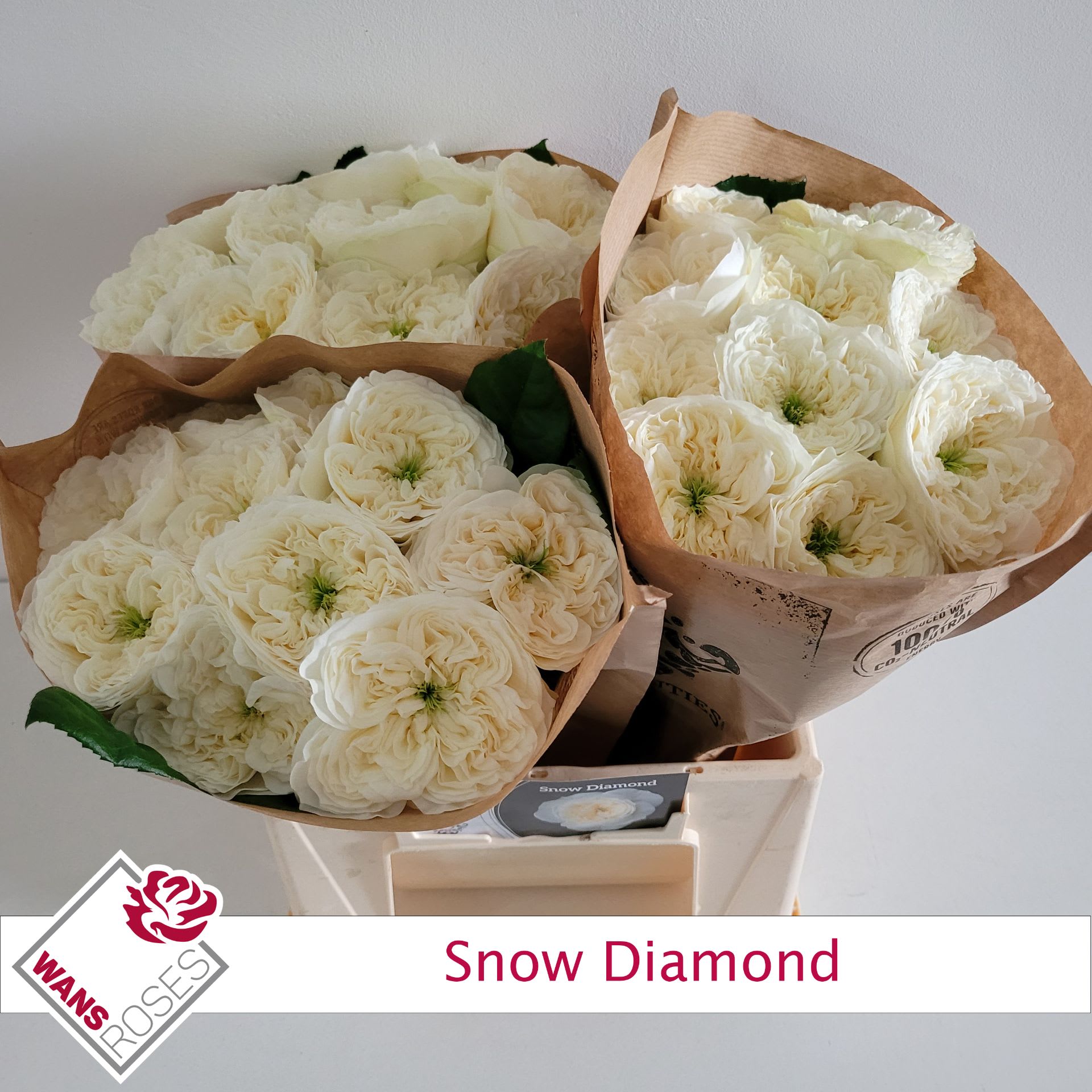 Срезанные цветы оптом Rosa garden snow diamond от 30шт из Голландии с доставкой по России