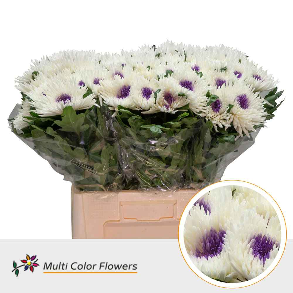 Срезанные цветы оптом Chrys bl paint topspin white-lilac dark eye от 60шт из Голландии с доставкой по России