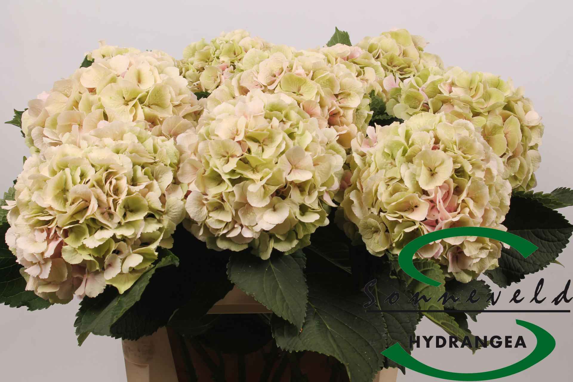 Срезанные цветы оптом Hydrangea monika classic от 10шт из Голландии с доставкой по России