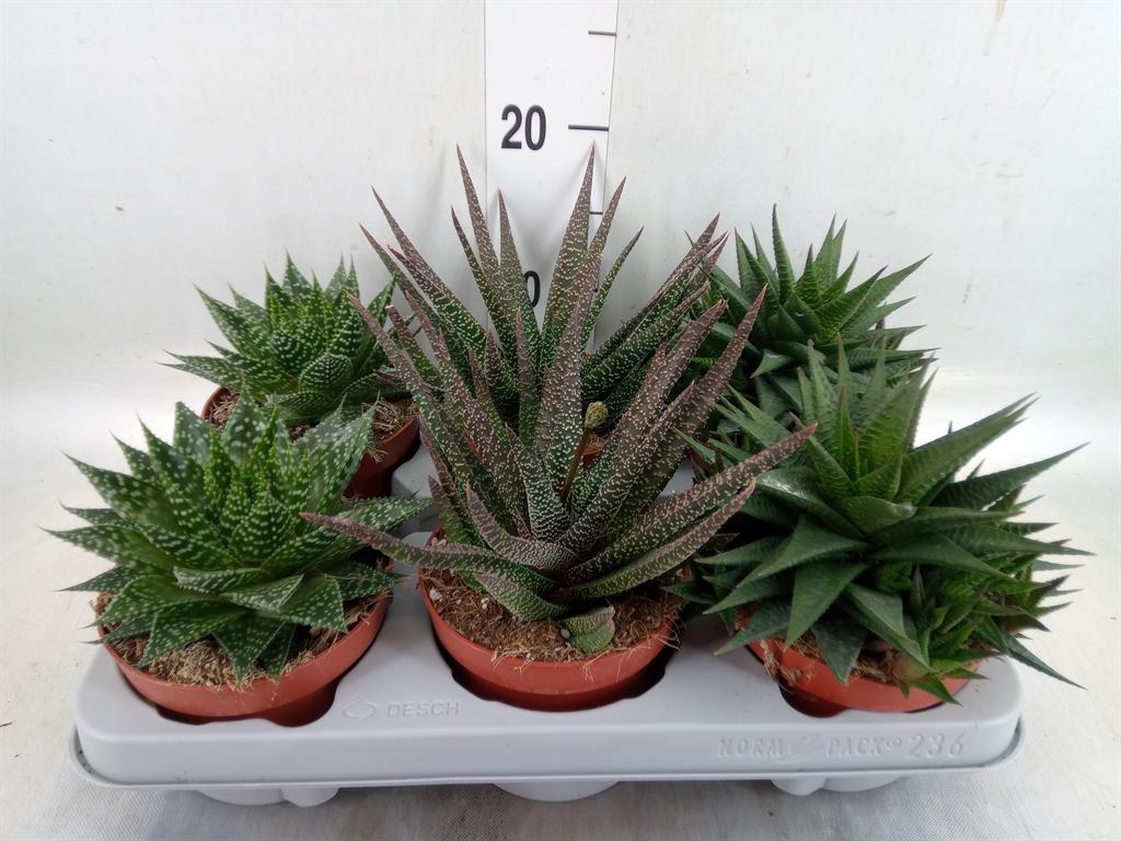 Горшечные цветы и растения оптом Aloe   ...mix от 6шт из Голландии с доставкой по России