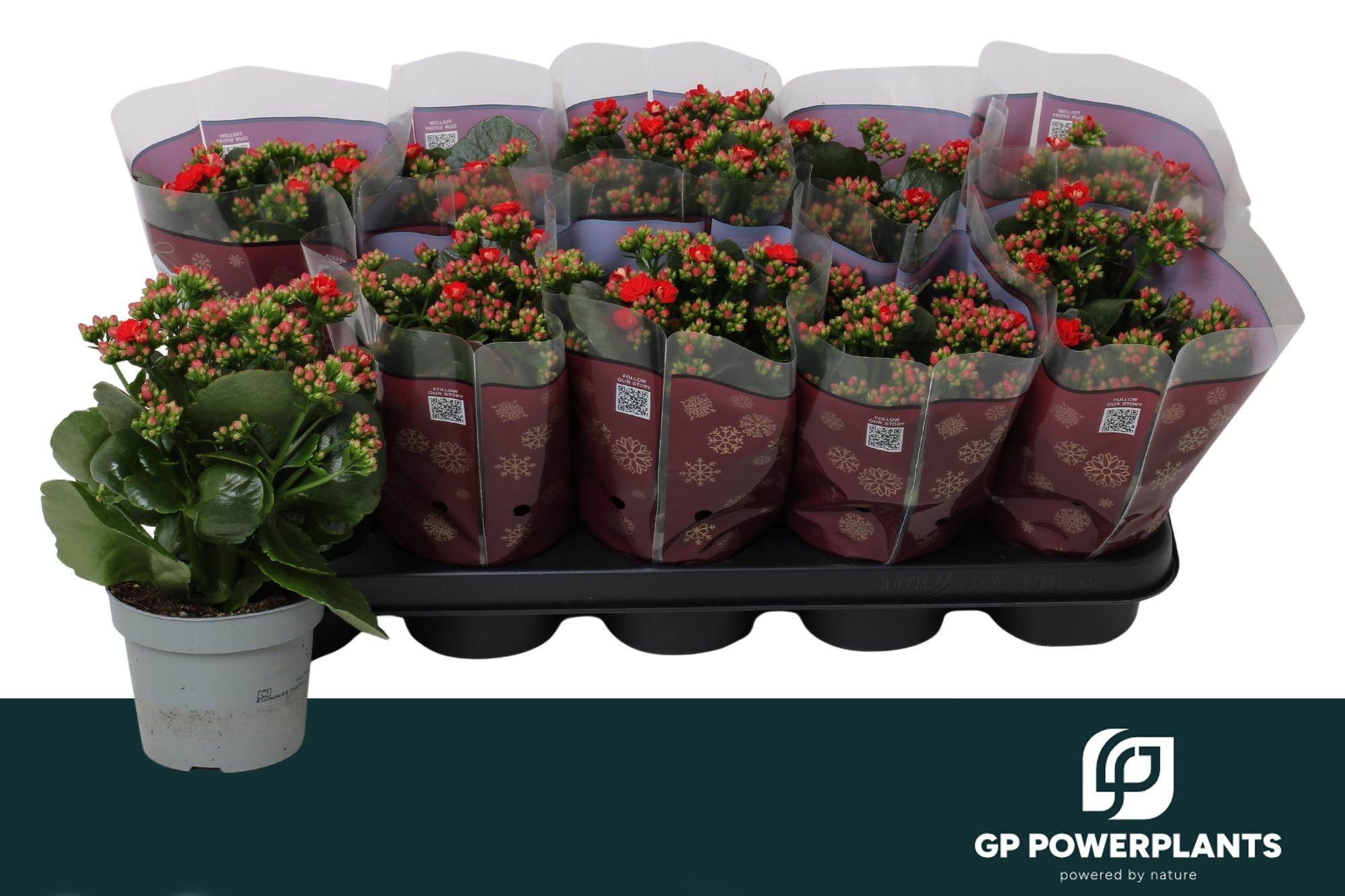 Горшечные цветы и растения оптом Kal Ge Rf Noelle от 10шт из Голландии с доставкой по России