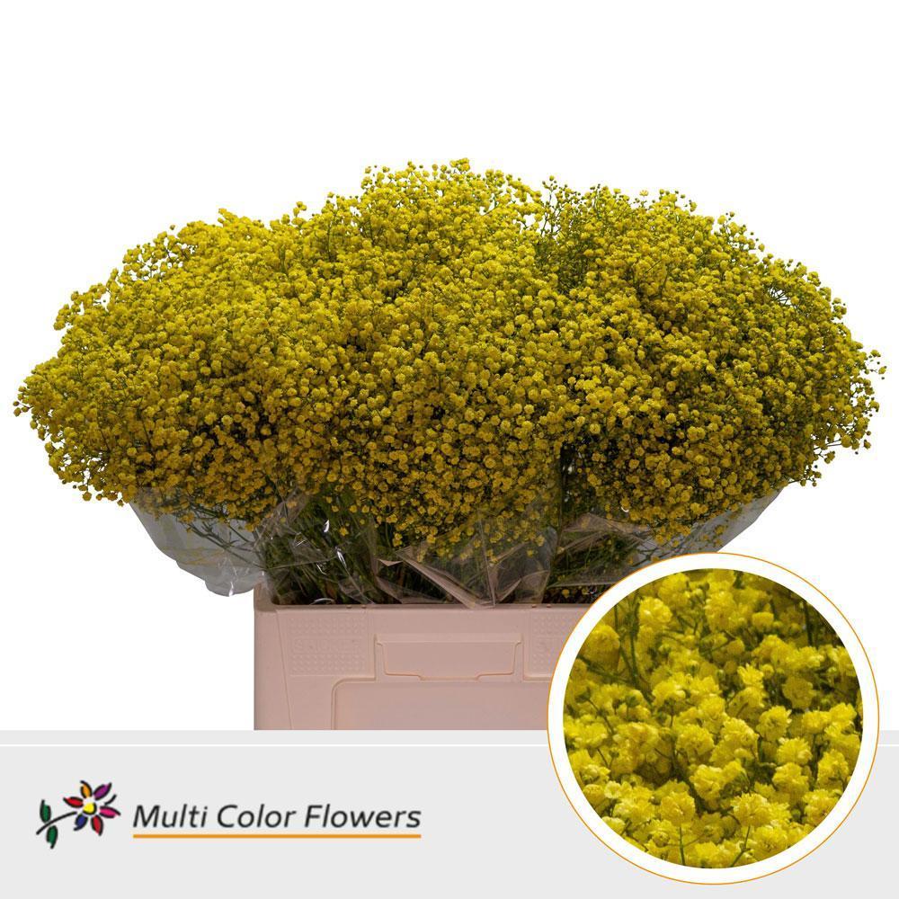 Срезанные цветы оптом Gyps large paint yellow от 100шт. из Голландии с доставкой по России