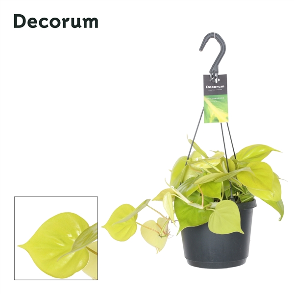 Горшечные цветы и растения оптом Philodendron Lemon Lime Hangpot от 6шт из Голландии с доставкой по России