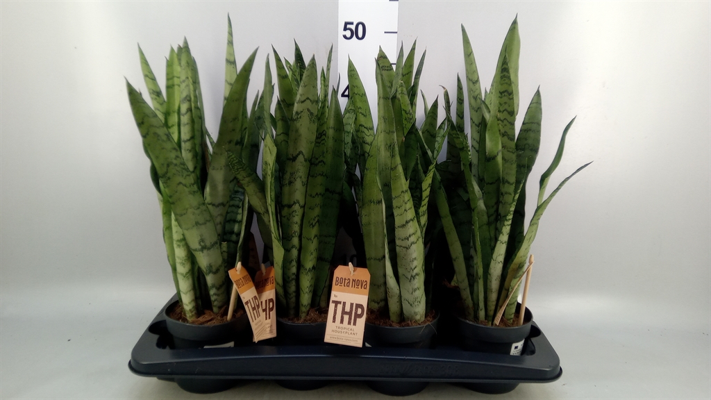 Горшечные цветы и растения оптом Sansevieria Trifa. ... от 8шт из Голландии с доставкой по России