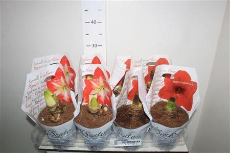 Горшечные цветы и растения оптом Hipp Gem 2 Branche от 8шт из Голландии с доставкой по России