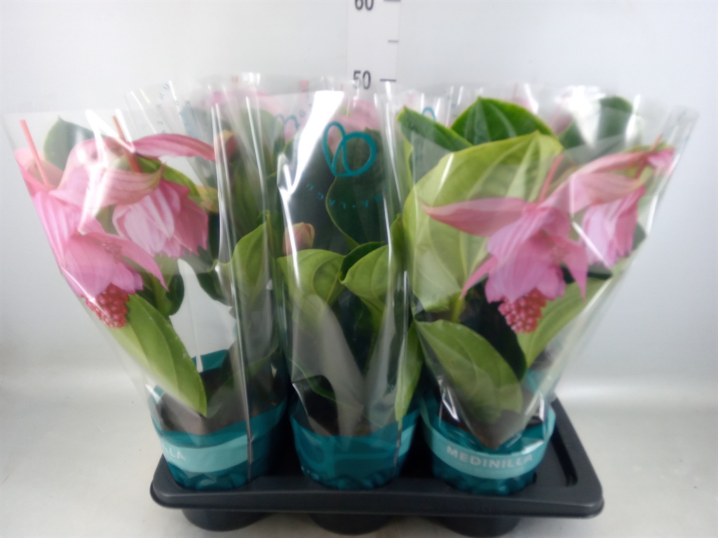 Горшечные цветы и растения оптом Medinilla Magnifica Flamenco 2+ от 6шт из Голландии с доставкой по России