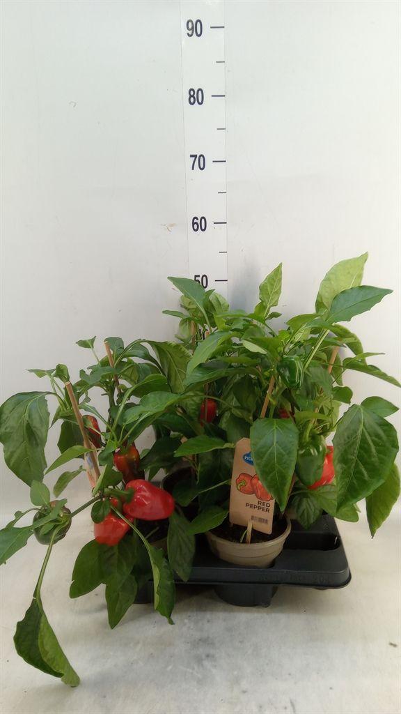 Горшечные цветы и растения оптом Capsicum Annuum   ...paprika от 4шт из Голландии с доставкой по России