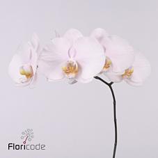 Срезанные цветы оптом Phalaenopsis alpha (per stem) от 10шт из Голландии с доставкой по России