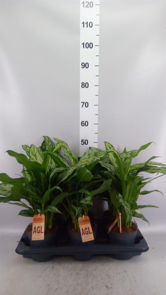 Горшечные цветы и растения оптом Aglaonema Kb ... от 6шт из Голландии с доставкой по России