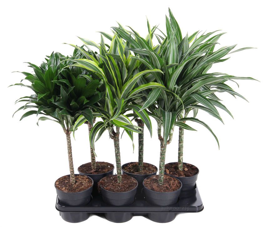 Горшечные цветы и растения оптом Drac Deremensis 30cm Stem Mix от 6шт из Голландии с доставкой по России