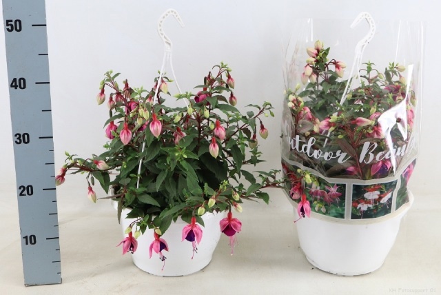 Горшечные цветы и растения оптом Fuchsia Ov от 1шт из Голландии с доставкой по России