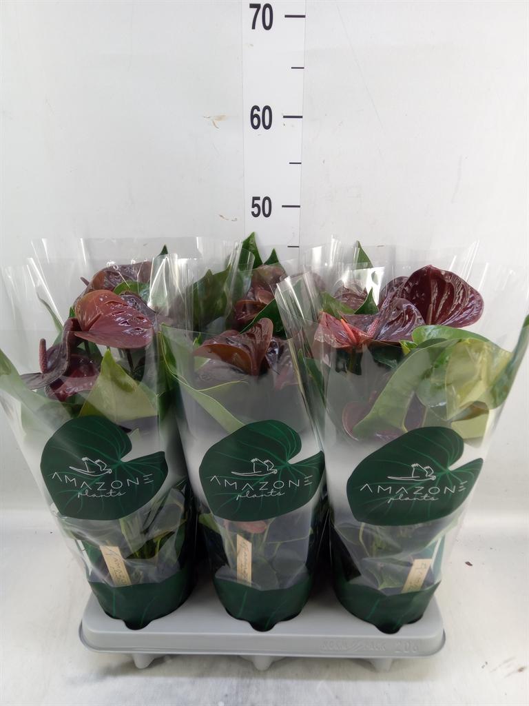 Горшечные цветы и растения оптом Anth An Essencia 3+ (amazone) от 6шт из Голландии с доставкой по России