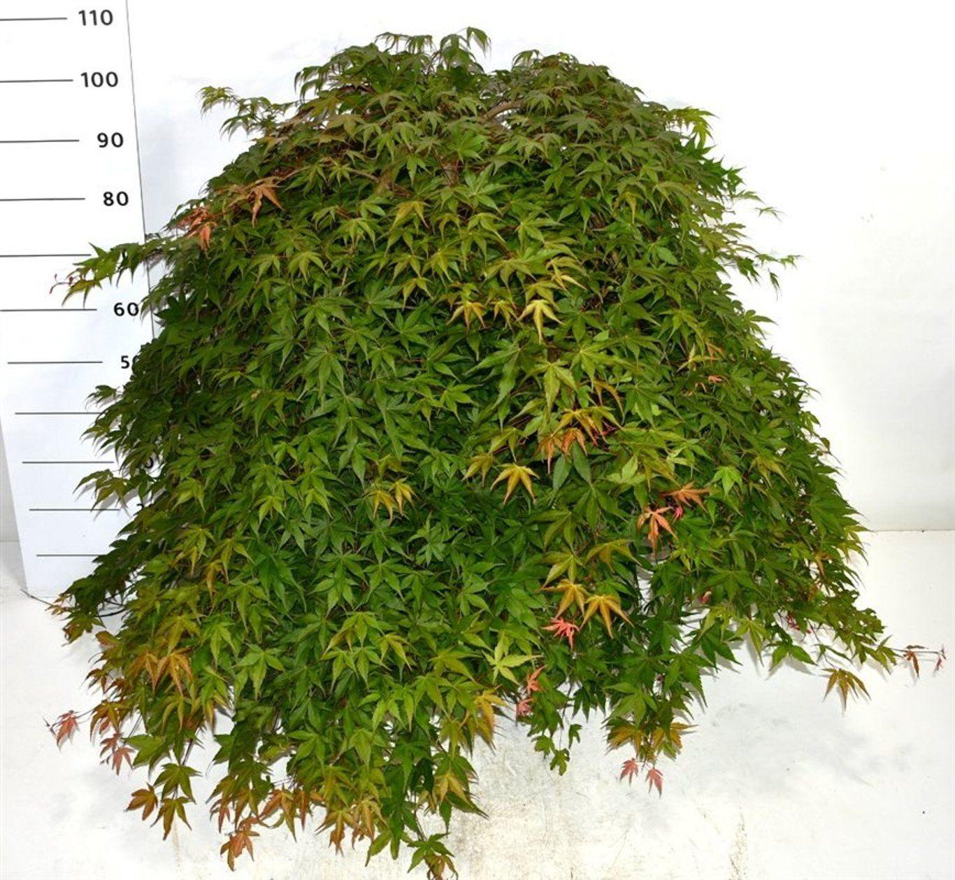 Горшечные цветы и растения оптом Acer Palm Cascade Ruby On Stem от 1шт из Голландии с доставкой по России