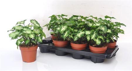 Горшечные цветы и растения оптом Syngonium Pixie от 8шт из Голландии с доставкой по России