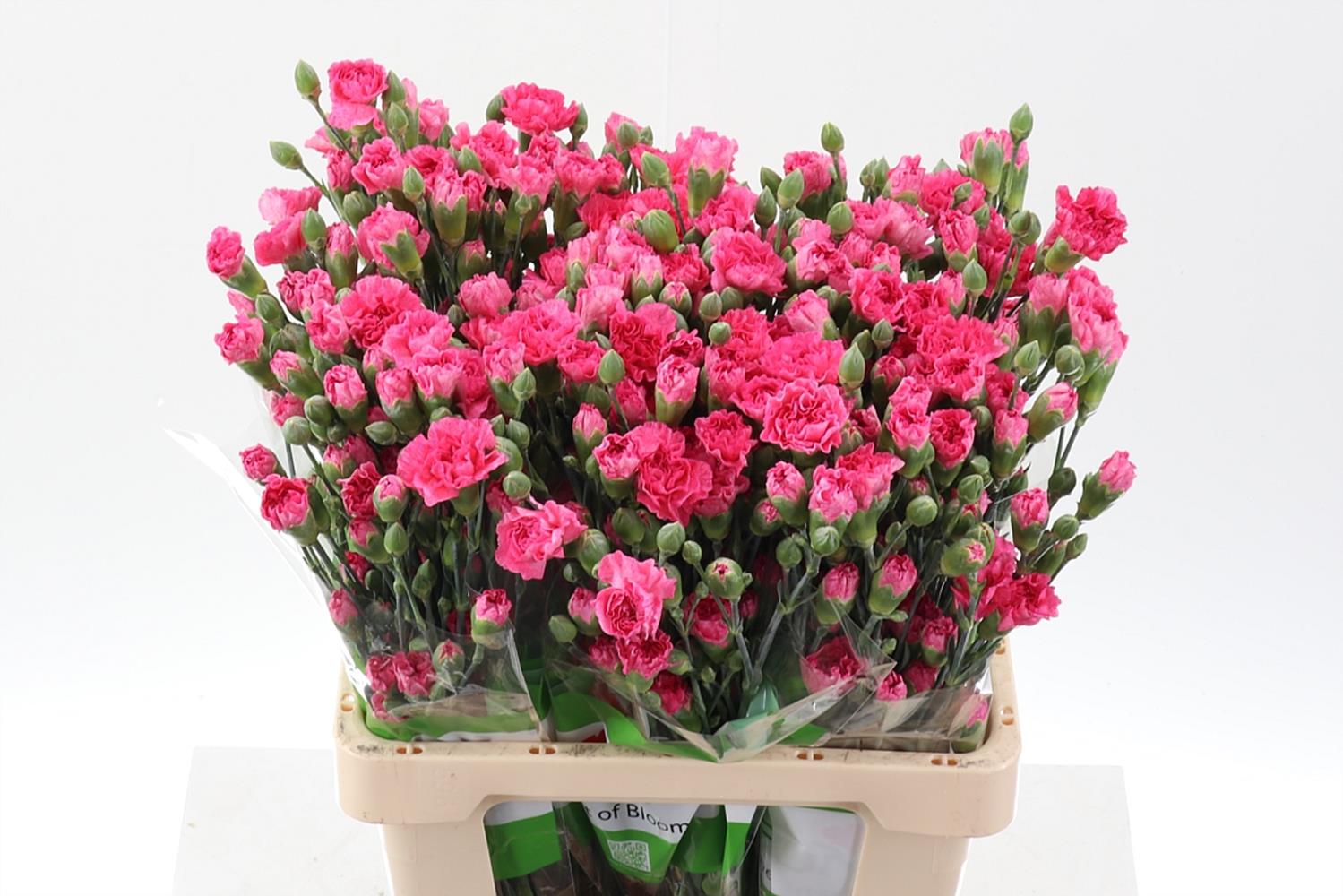 Срезанные цветы оптом Dianthus sp roxanne picotee от 100шт из Голландии с доставкой по России