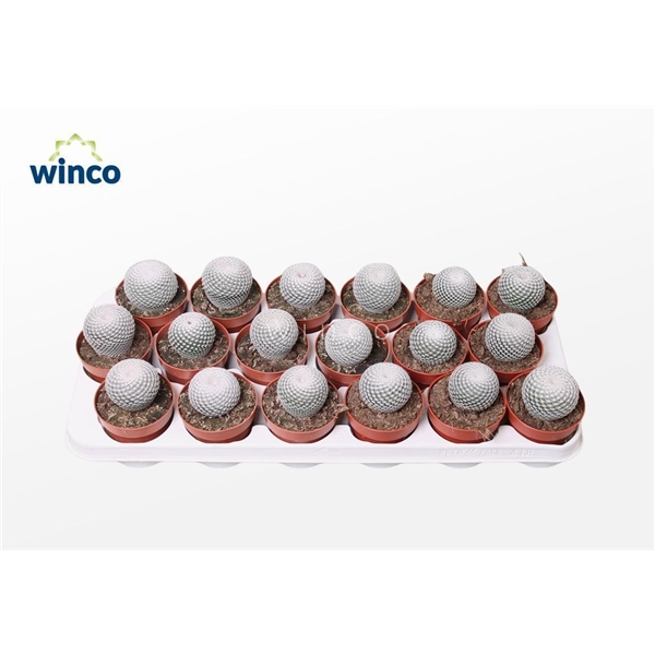 Горшечные цветы и растения оптом Mammillaria Microthele Superfina от 18шт (для телеги) из Голландии с доставкой по России